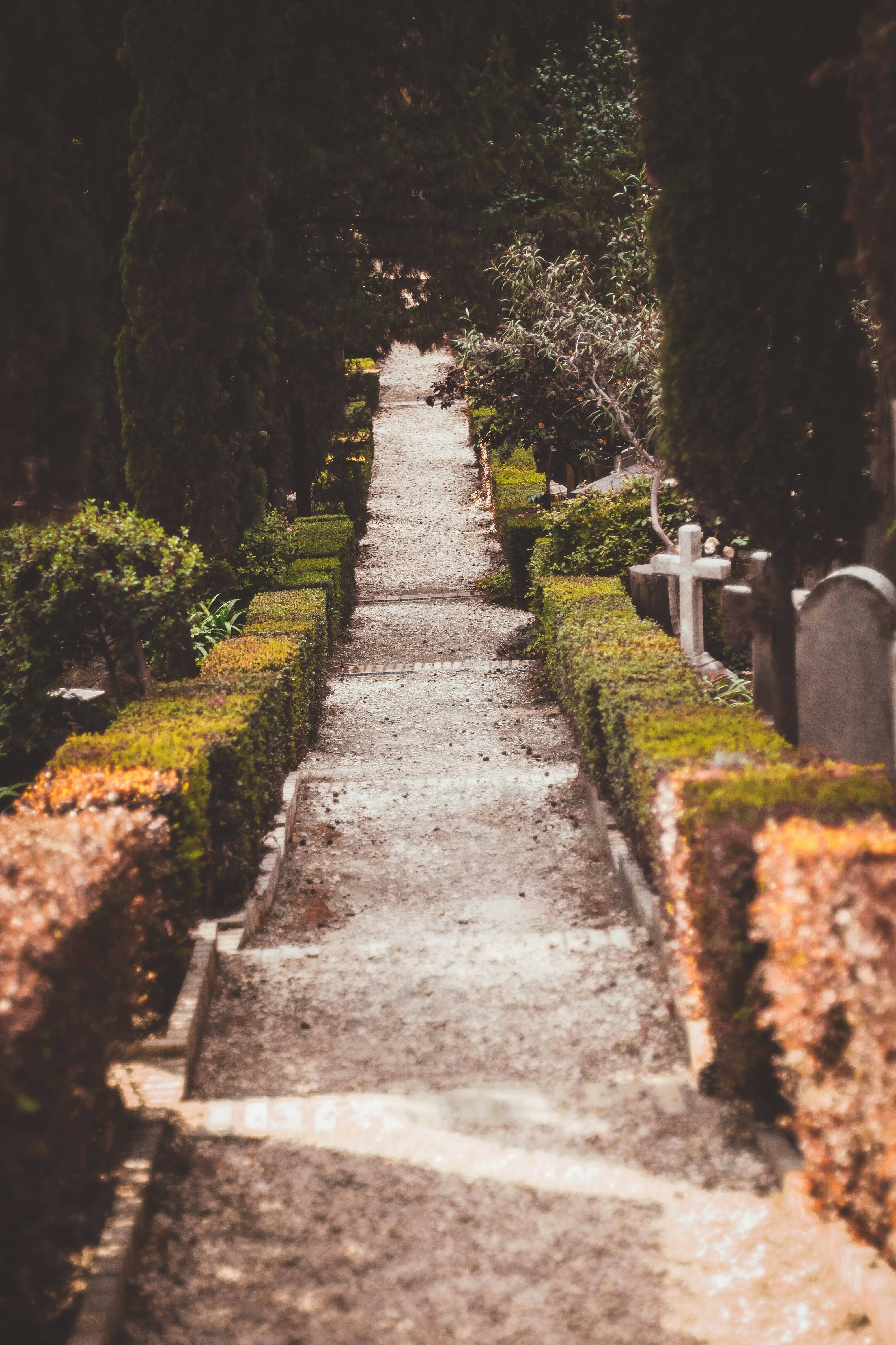 topiary plants beside road